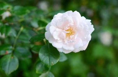 Bahçede güzel bir gül