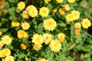 Sarı kasımpatılar bahçede