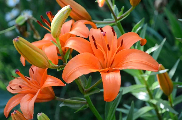 Квітуча Лілія Зеленому Фоні — стокове фото
