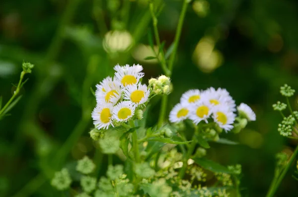 Camomilas Selvagens Natureza — Fotografia de Stock