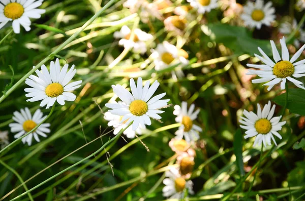 Camomille Selvatiche Sulla Natura — Foto Stock