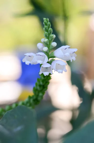 山谷花园的Lily Physostegia — 图库照片