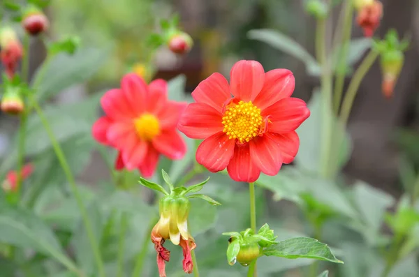 Dahlia Ένα Όμορφο Λουλούδι Στον Κήπο — Φωτογραφία Αρχείου