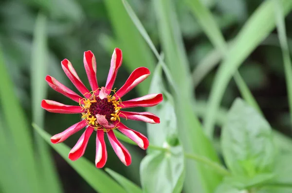 Zinnia 庭の美しい花 — ストック写真
