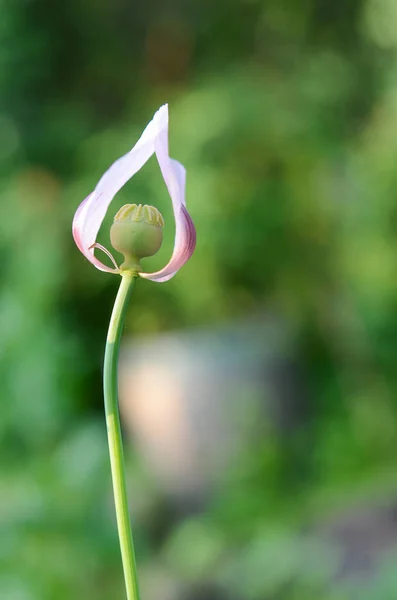 Poppy Utolsó Szirom Fogalom — Stock Fotó