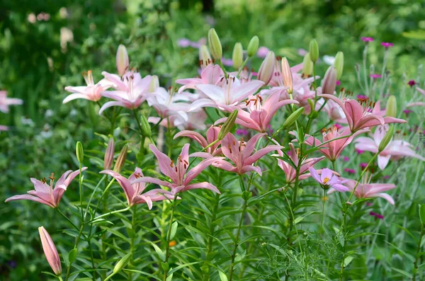 Lys Fleurs Sur Fond Vert — Photo