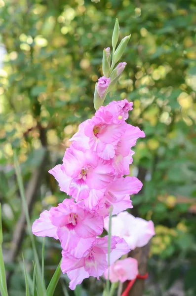 Gladiolus Virág Kertben — Stock Fotó
