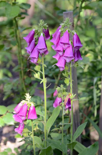 Digitalis Kwiat Ogrodzie — Zdjęcie stockowe