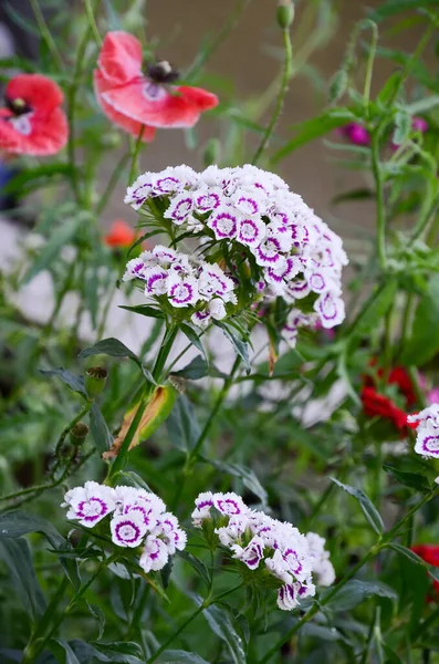 Clavel Jardín Flor Jardín Dianthus Barbatus —  Fotos de Stock
