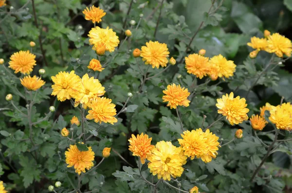 Sarı Kasımpatılar Bahçede — Stok fotoğraf