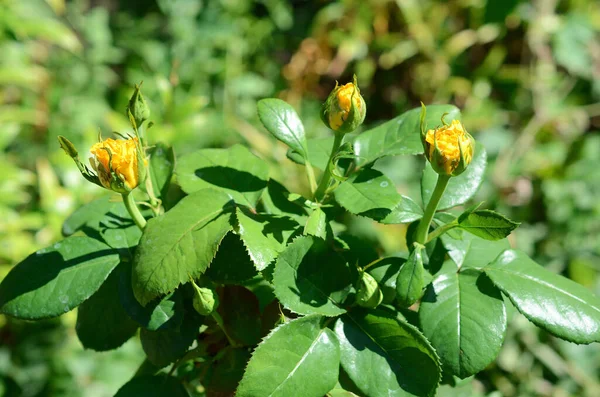 Mooie Roos Tuin — Stockfoto