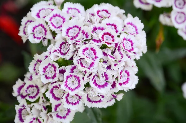 Jardim Cravo Flor Jardim Dianthus Barbatus — Fotografia de Stock