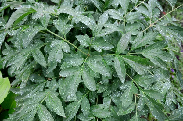 Hojas Verdes Peonías Después Lluvia — Foto de Stock