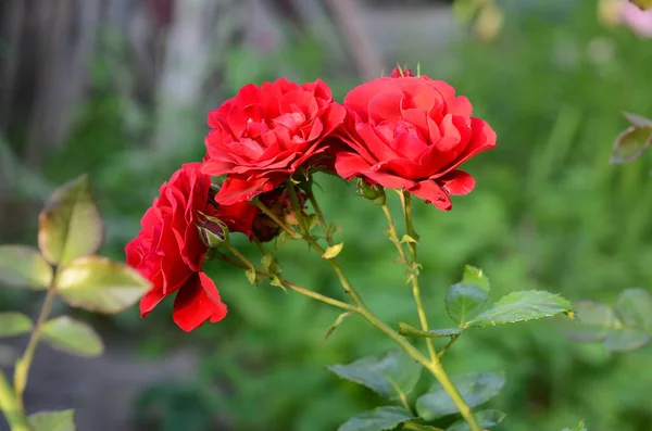 Belle Rose Dans Jardin — Photo