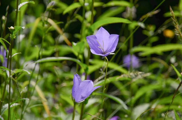 Campanula Flor Jardín — Foto de Stock