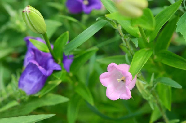 Campanula Virág Kertben — Stock Fotó