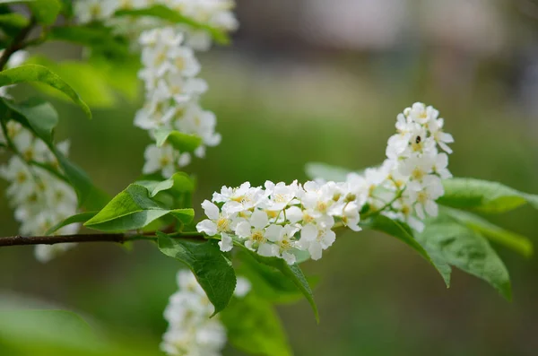 Prunus Padus Kwiaty Drzewie — Zdjęcie stockowe