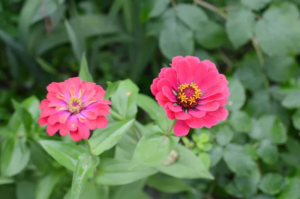 Zinnia Ένα Όμορφο Λουλούδι Στον Κήπο — Φωτογραφία Αρχείου