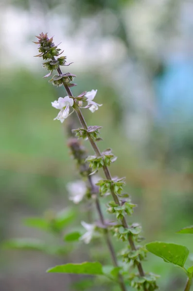 Virágzó Bazsalikom Növény Kertben — Stock Fotó