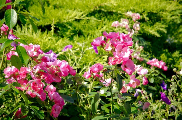 Rosa Mosqueta Flores Jardín — Foto de Stock