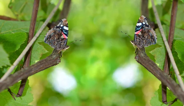 Twee Vlinders Een Groene Achtergrond — Stockfoto