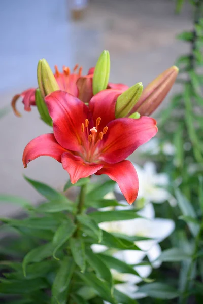 Blommande Lilja Grön Bakgrund — Stockfoto