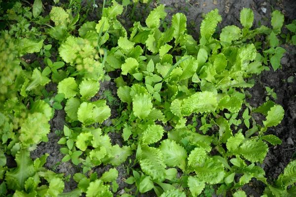Salát Lactuca Sativa Rostlina Zahradě — Stock fotografie