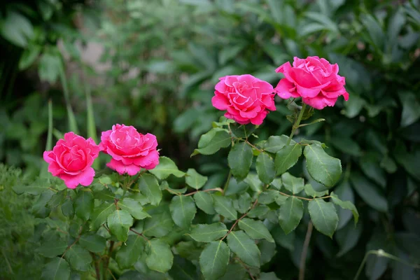 Belle Rose Dans Jardin — Photo