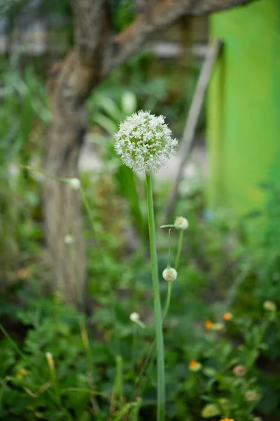 Allium Egy Növény Kertben — Stock Fotó