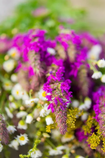 Wildflowers Bouquet Lythrum Galium Verum Och Matricaria — Stockfoto