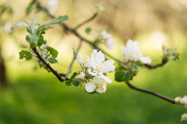 Flores Macieira Jardim — Fotografia de Stock