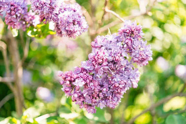 Lila Jardín Flores —  Fotos de Stock