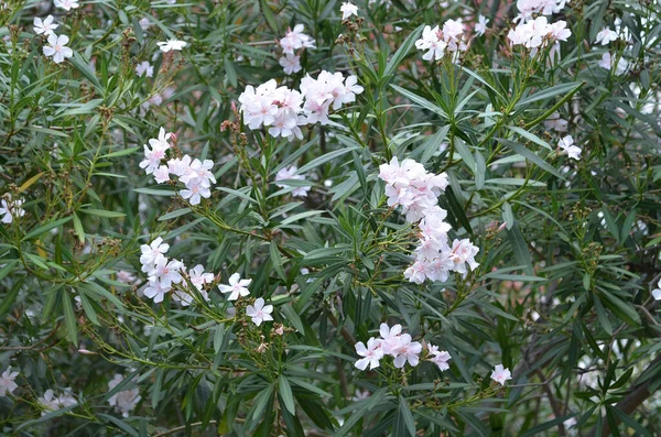 Rhododendron Blommig Bakgrund Vita Blommor — Stockfoto