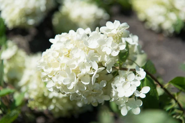 Hortensia Fleurs Dans Jardin — Photo