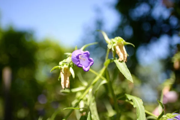 Campanula Virág Kertben — Stock Fotó