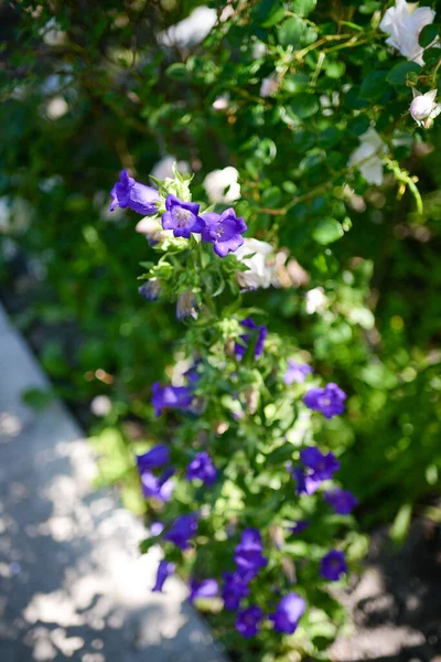 Campanula Virág Kertben — Stock Fotó