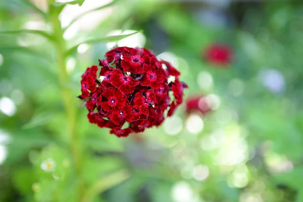 Γαρύφαλλο Κήπο Λουλούδι Στον Κήπο Dianthus Barbatus — Φωτογραφία Αρχείου