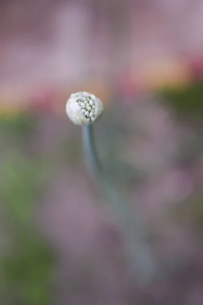 Allium Egy Növény Kertben — Stock Fotó