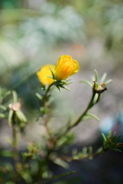 Purslane (Portulaca grandiflora), bahçede çiçekler