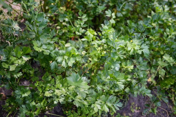 Kereviz Apium Graveolens Bahçede Yapraklar — Stok fotoğraf