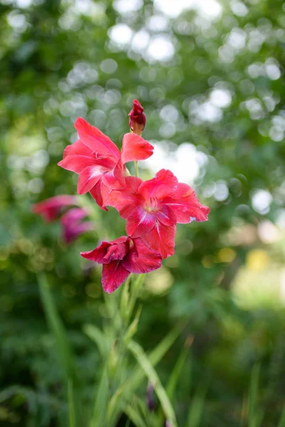 Gladiolus Virág Kertben — Stock Fotó