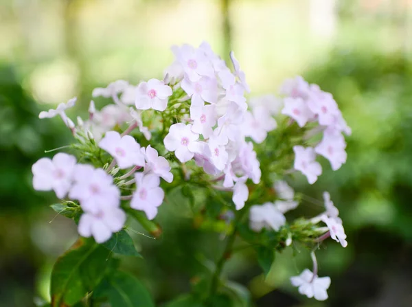 Bahçede Phlox Çiçeği — Stok fotoğraf