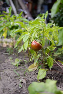 Bahçede yeşil biber