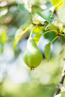 Armut bahçeye yakın çekim