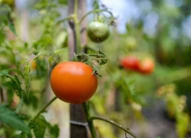 Bahçede olgun domatesler