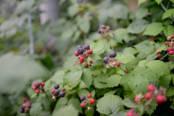 花园里成熟的黑莓 — 图库照片