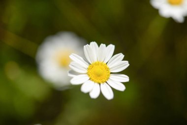 Vahşi papatyalar doğada