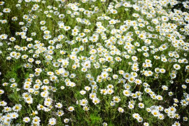 Vahşi papatyalar doğada