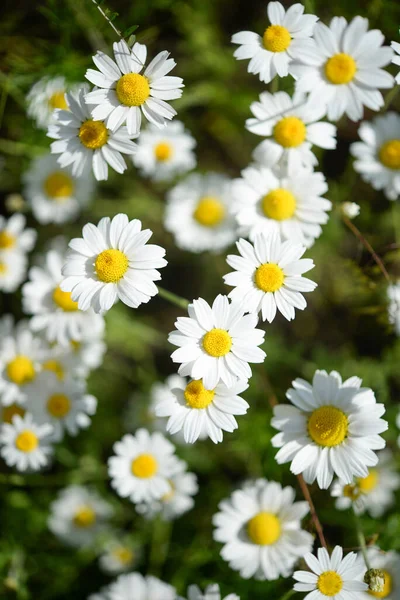 Camomille Selvatiche Sulla Natura — Foto Stock