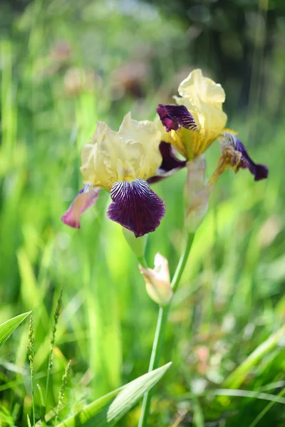 Iris Virág Kertben — Stock Fotó